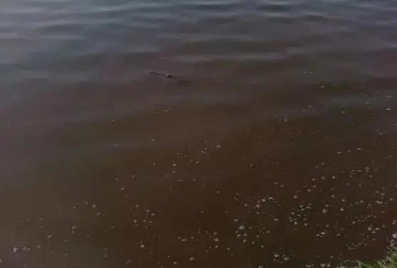 魚塘黑臭